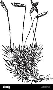 Attēlu rezultāti vaicājumam “Polytrichum commune sporophyte”