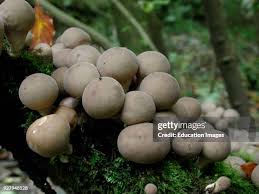 Attēlu rezultāti vaicājumam “Lycoperdon pyriforme”