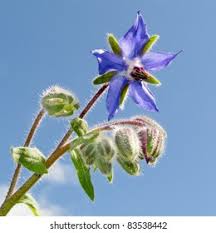 Attēlu rezultāti vaicājumam “Borago officinalis bud”