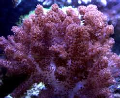 Attēlu rezultāti vaicājumam “Collaria sp.”