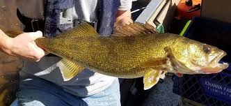 Image result for Sander vitreus