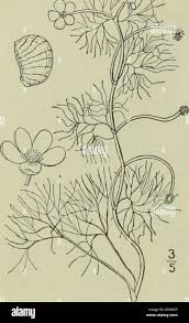 Attēlu rezultāti vaicājumam “Batrachium circinatum leaf”