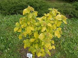 Attēlu rezultāti vaicājumam “Viburnum lantana”