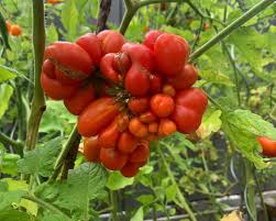 Afbeeldingsresultaat voor voyage tomato