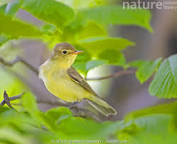 Attēlu rezultāti vaicājumam “Hippolais icterina”