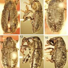 Attēlu rezultāti vaicājumam “Larinus sp.”