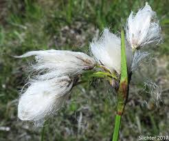 Attēlu rezultāti vaicājumam “Eriophorum gracile”