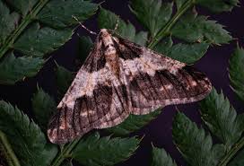 Attēlu rezultāti vaicājumam “Agriopis leucophaearia”