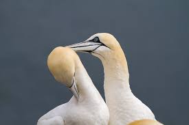 Image result for Morus bassanus