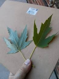 Attēlu rezultāti vaicājumam “Acer saccharinum leaf”