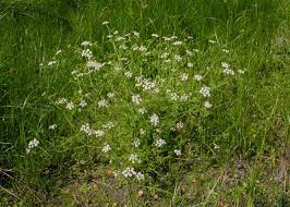 Attēlu rezultāti vaicājumam “Oenanthe aquatica flower”