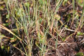 Attēlu rezultāti vaicājumam “Carex limosa”