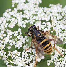 Attēlu rezultāti vaicājumam “Temnostoma vespiforme”