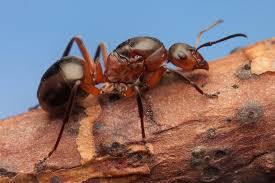 Attēlu rezultāti vaicājumam “Formica rufa imago”