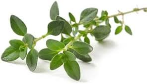 Attēlu rezultāti vaicājumam “Thymus vulgaris leaf”