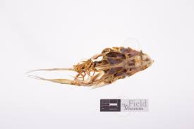 Image result for Aplodinotus grunniens