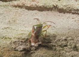 Attēlu rezultāti vaicājumam “Elasmostethus interstinctus”