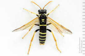 Attēlu rezultāti vaicājumam “Tenthredo scrophulariae”