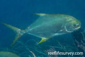 Image result for Trachinotus carolinus