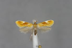 Attēlu rezultāti vaicājumam “Epicallima formosella”