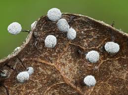 Attēlu rezultāti vaicājumam “Didymium sp.”