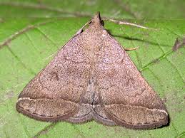 Attēlu rezultāti vaicājumam “Zanclognatha tarsipennalis”