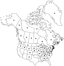 Attēlu rezultāti vaicājumam “Pleurozium schreberi sporophyte”