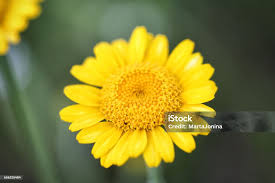 Image result for Anthemis tinctoria