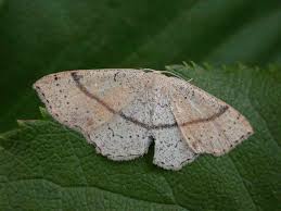 Attēlu rezultāti vaicājumam “Cyclophora punctaria”