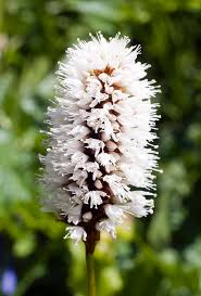 Attēlu rezultāti vaicājumam “Bistorta major flower”