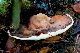 Attēlu rezultāti vaicājumam “Ganoderma applanatum”