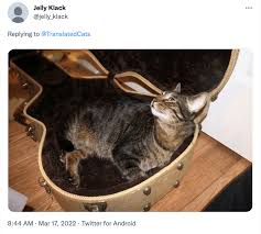 Image result for Cat sleeping in guitar