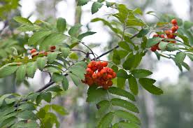Attēlu rezultāti vaicājumam “Sorbus aucuparia fruit”