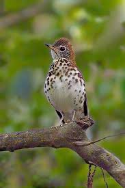 Image result for Hylocichla mustelina