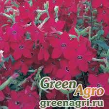 Image result for Nicotiana x sanderae `Perfume`F1