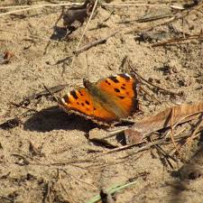 Attēlu rezultāti vaicājumam “Nymphalis xanthomelas larva”