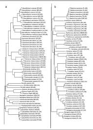 Attēlu rezultāti vaicājumam “Leptophlebia nebulosa”