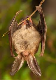 Attēlu rezultāti vaicājumam “Plecotus auritus”