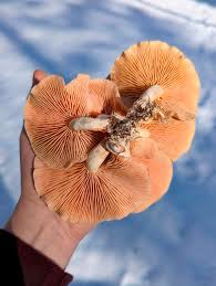 Attēlu rezultāti vaicājumam “Rhodotus palmatus”