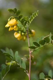 Image result for Colutea x media (arborescens x orientalis)