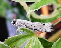 Attēlu rezultāti vaicājumam “Yponomeuta plumbella”