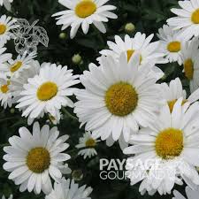 Image result for Chrysanthemum leucanthemum
