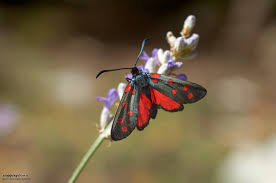 Attēlu rezultāti vaicājumam “Zygaena filipendulae exuvia”