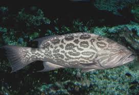 Image result for Mycteroperca phenax