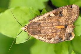 Attēlu rezultāti vaicājumam “Noctua pronuba”