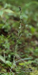 Attēlu rezultāti vaicājumam “Gnaphalium sylvaticum”