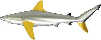 Image result for Nasolamia velox