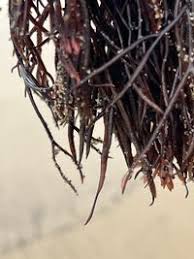 Attēlu rezultāti vaicājumam “Furcellaria lumbricalis”