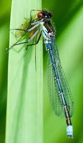 Attēlu rezultāti vaicājumam “Erythromma najas”