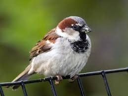 Image result for Passer domesticus